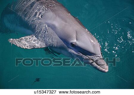 Bottlenose dolphin (Tursiops truncatus) in captivity. Scar from cage. Bahamas. View Large Photo Image Stock Photo - Bottlenose dolphin (Tursiops truncatus) in captivity. Scar from cage. Bahamas.. Fotosearch