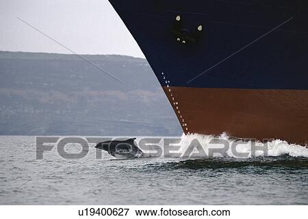 Bottlenose dolphin (Tursiops truncatus truncatus) bow-riding a cargo ship Shannon Estuary, Ireland. View Large Photo Image Stock Photo - Bottlenose dolphin (Tursiops truncatus truncatus) bow-riding a cargo ship Shannon Estuary, Ireland.. Fotosearch
