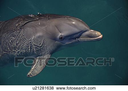 Bottlenose dolphin (Tursiops truncatus) in captivity. Scar from cage above eye. Bahamas. View Large Photo Image Stock Photo - Bottlenose dolphin (Tursiops truncatus) in captivity. Scar from cage above eye. Bahamas.. Fotosearch