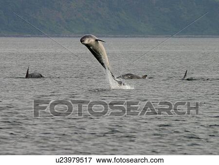 Bottlenose dolphin (Tursiops truncatus truncatus), with a group, leaping clear of the surface. Moray Firth, Scotland View Large Photo Image Stock Photo - Bottlenose dolphin (Tursiops truncatus truncatus), with a group, leaping clear of the surface. Moray Firth, Scotland. Fotosearch
