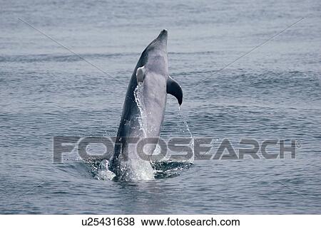 Stock Photo - Bottlenose dolphin (Tursiops truncatus) jumping above surface, Gibraltar. Fotosearch