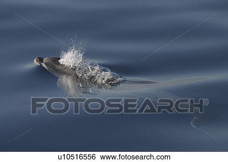 Stock Photograph - Bottlenose Dolphin (Tursiops truncatus) surfacing with bubble trail. Azores. Fotosearch