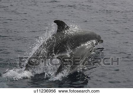 Stock Photograph - Bottlenose Dolphin, Tursiops truncatus, mother and calf pair leaping at the surface in the Azores. Fotosearch