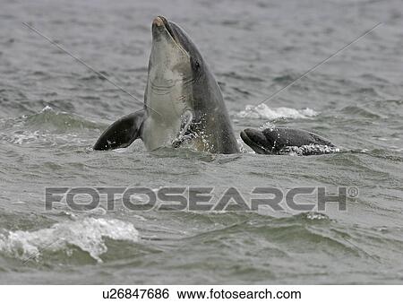 Bottlenose dolphin (Tursiops truncatus truncatus) spy hopping with half of its body clear of the water with fins and eye visible. Moray Firth, Scotland View Large Photo Image Stock Photograph - Bottlenose dolphin (Tursiops truncatus truncatus) spy hopping with half of its body clear of the water with fins and eye visible. Moray Firth, Scotland. Fotosearch