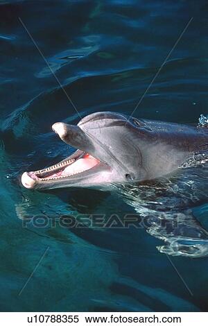 Bottlenose dolphin, Tursiops truncatus, Hawaii's Sea Life Park, Oahu, Hawaii (N. Pacific) View Large Photo Image Stock Photography - Bottlenose dolphin, Tursiops truncatus, Hawaii's Sea Life Park, Oahu, Hawaii (N. Pacific). Fotosearch