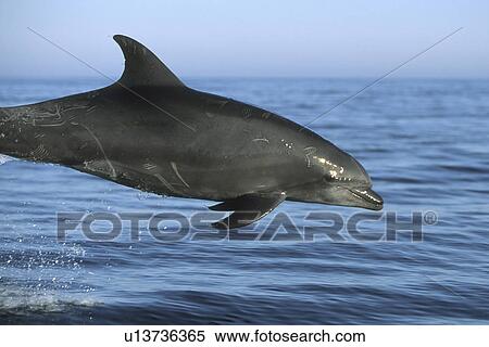 Stock Photography - Bottlenose Dolphin, Tursiops truncatus, leaping in the northern Gulf of California, Mexico. Fotosearch