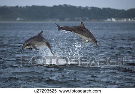 Stock Photography - Bottlenose dolphin (Tursiops truncatus truncatus) - two leaping clear of the water together. Moray Firth, Scotland. Fotosearch