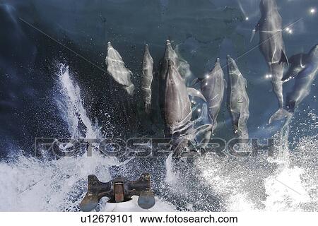 Stock Image - Bottlenose Dolphins (Tursiops truncatus) bow riding. Lower Gulf of California (Sea of Cortez), Mexico.. Fotosearch