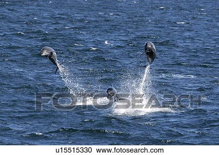 Stock Image - Bottlenose Dolphins (Tursiops truncatus) Three adults leaping. Gulf of California (Sea of Cortez), Mexico.. Fotosearch
