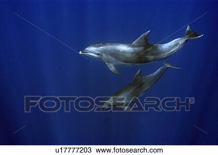 Stock Image - Bottlenose dolphins, Tursiops truncatus, swimming in open ocean, St. Peter and St. Paul's rocks, Brazil, Atlantic Ocean (rr). Fotosearch