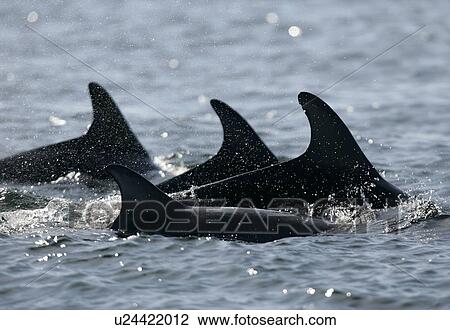 Stock Image - Bottlenose Dolphins (Tursiops truncatus) Resident group travelling through the Moray Firth, Scotland. (Natural nick marks can be seen on one dorsal fin, these marks are used for photographic identification by marine biologists). Fotosearch