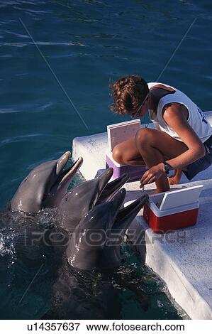 Stock Photo - Bottlenose dolphins (Tursiops truncatus) and trainer. Enclosure near sea. Bahamas.. Fotosearch