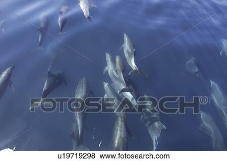 Stock Photo - Bottlenose Dolphins (Tursiops truncatus) A group bow riding. Gulf of California.. Fotosearch