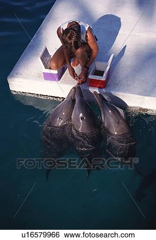 Stock Photograph - Bottlenose dolphins (Tursiops truncatus) and trainer. Enclosure near sea. Bahamas.. Fotosearch