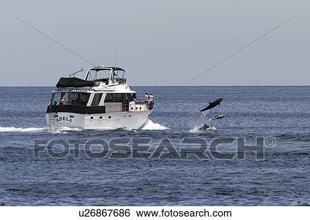 Stock Photograph - Bottlenose Dolphins (Tursiops truncatus) bow riding a pleasure yacht. Los Islotes in the lower Gulf of California (Sea of Cortez), Mexico.. Fotosearch