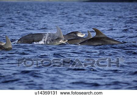 Stock Image - Bottlenose dolphins (Tursiops truncatus ) travelling as group, with head of young animal visible, near Isle of Skye. Hebrides, Scotland.. Fotosearch