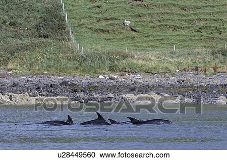 Bottlenose dolphins (Tursiops truncatus truncatus) foraging in a group, close to shore, with Isle of Skye behind. Hebrides, Scotland. View Large Photo Image Stock Image - Bottlenose dolphins (Tursiops truncatus truncatus) foraging in a group, close to shore, with Isle of Skye behind. Hebrides, Scotland.. Fotosearch