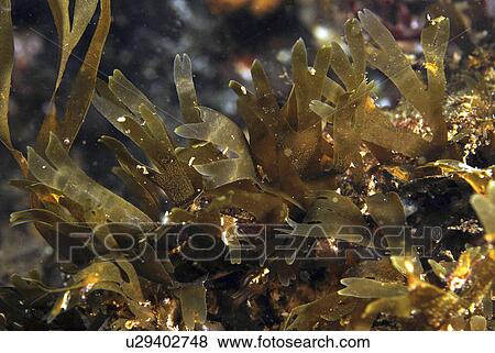 Stock Photo - Branching Brown Algae (Dictyota dichotoma), clear view of branching feature of this brown seaweed, St Abbs, Scotland, UK North Sea. Fotosearch