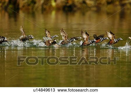 Breeding adult male and female harlequin ducks (Histrionicus histrionicus) taking flight in Takatz Bay on Baranof Island, Southeast Alaska. Pacific Ocean. Note the extremely brilliant coloration of the male duck in breeding plumage. View Large Photo Image Stock Image - Breeding adult male and female harlequin ducks (Histrionicus histrionicus) taking flight in Takatz Bay on Baranof Island, Southeast Alaska. Pacific Ocean. Note the extremely brilliant coloration of the male duck in breeding plumage.. Fotosearch
