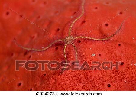 Brittlestar. Red Sea. View Large Photo Image Stock Image - Brittlestar. Red Sea.. Fotosearch
