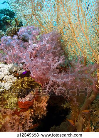 Stock Photo - Broccoli coral (Dendronephthya klunzingeri). Jackson Reef, Sharm El Sheikh, South Sinai, Red Sea, Egypt.. Fotosearch