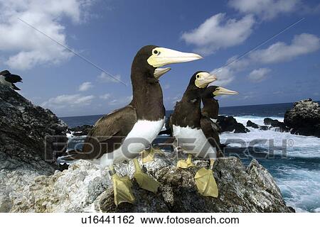 Stock Image - Brown boobies, Sula leucogaster, and bay, St. Peter and St. Paul's rocks, Brazil, Atlantic Ocean . Fotosearch