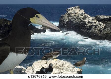 Brown boobies, Sula leucogaster, and bay, St. Peter and St. Paul's rocks, Brazil, Atlantic Ocean View Large Photo Image Stock Photograph - Brown boobies, Sula leucogaster, and bay, St. Peter and St. Paul's rocks, Brazil, Atlantic Ocean . Fotosearch