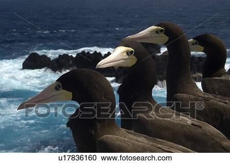 Stock Image - Brown boobies, Sula leucogaster, St. Peter and St. Paul's rocks, Brazil, Atlantic Ocean . Fotosearch