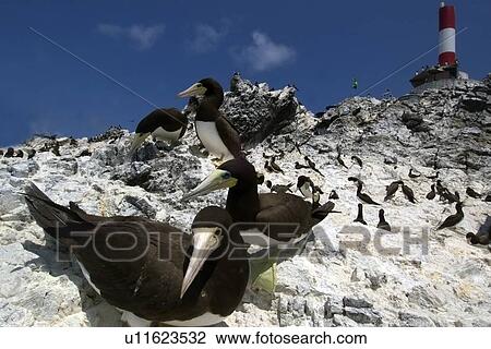 Brown boobies, Sula leucogaster, protecting nest at rookery, St. Peter and St. Paul's rocks, Brazil, Atlantic Ocean View Large Photo Image Stock Image - Brown boobies, Sula leucogaster, protecting nest at rookery, St. Peter and St. Paul's rocks, Brazil, Atlantic Ocean . Fotosearch