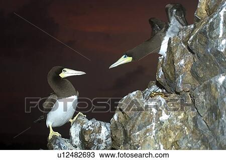Brown boobies, Sula leucogaster, fighting at dusk, St. Peter and St. Paul's rocks, Brazil, Atlantic Ocean View Large Photo Image Stock Image - Brown boobies, Sula leucogaster, fighting at dusk, St. Peter and St. Paul's rocks, Brazil, Atlantic Ocean . Fotosearch