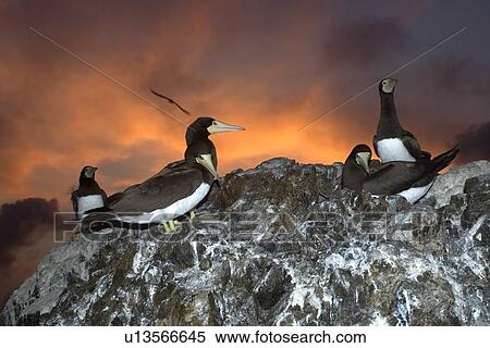 Brown boobies, Sula leucogaster, rookery at dusk, St. Peter and St. Paul's rocks, Brazil, Atlantic Ocean View Large Photo Image Stock Photography - Brown boobies, Sula leucogaster, rookery at dusk, St. Peter and St. Paul's rocks, Brazil, Atlantic Ocean . Fotosearch