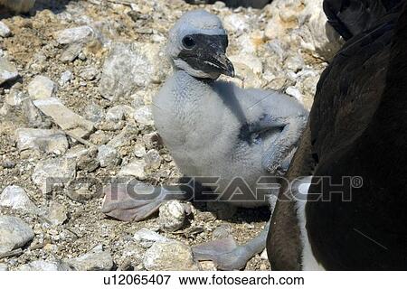 Brown booby, Sula leucogaster, chick, St. Peter and St. Paul's rocks, Brazil, Atlantic Ocean View Large Photo Image Stock Photo - Brown booby, Sula leucogaster, chick, St. Peter and St. Paul's rocks, Brazil, Atlantic Ocean . Fotosearch