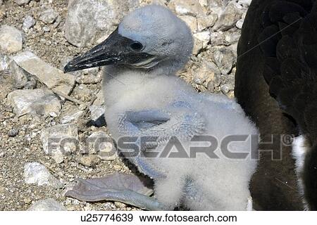 Brown booby, Sula leucogaster, chick, St. Peter and St. Paul's rocks, Brazil, Atlantic Ocean View Large Photo Image Stock Photo - Brown booby, Sula leucogaster, chick, St. Peter and St. Paul's rocks, Brazil, Atlantic Ocean . Fotosearch