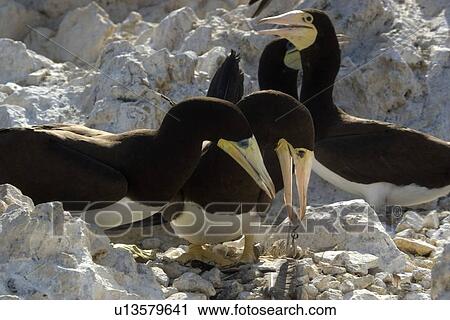 Stock Image - Brown booby, Sula leucogaster, couple displaying nesting behavior, St. Peter and St. Paul's rocks, Brazil, Atlantic Ocean . Fotosearch