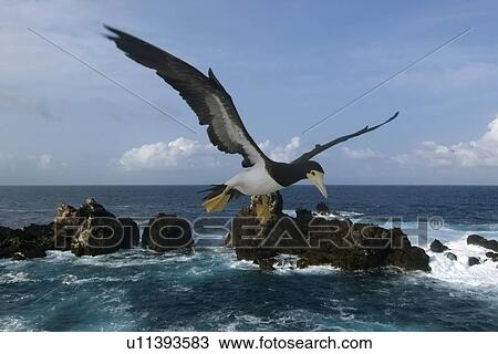 Brown booby, Sula leucogaster, flying, St. Peter and St. Paul's rocks, Brazil, Atlantic Ocean View Large Photo Image Stock Image - Brown booby, Sula leucogaster, flying, St. Peter and St. Paul's rocks, Brazil, Atlantic Ocean . Fotosearch