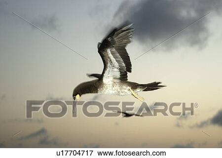 Brown booby, Sula leucogaster, flying at dusk, St. Peter and St. Paul's rocks, Brazil, Atlantic Ocean View Large Photo Image Stock Photo - Brown booby, Sula leucogaster, flying at dusk, St. Peter and St. Paul's rocks, Brazil, Atlantic Ocean . Fotosearch