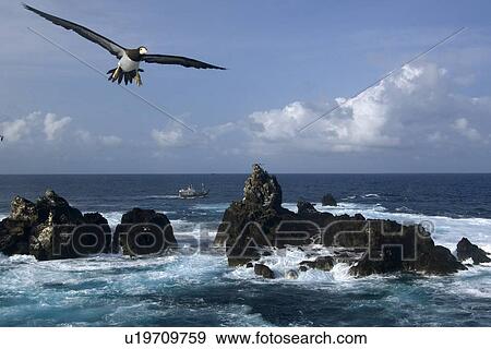 Brown booby, Sula leucogaster, flying, St. Peter and St. Paul's rocks, Brazil, Atlantic Ocean View Large Photo Image Stock Photo - Brown booby, Sula leucogaster, flying, St. Peter and St. Paul's rocks, Brazil, Atlantic Ocean . Fotosearch