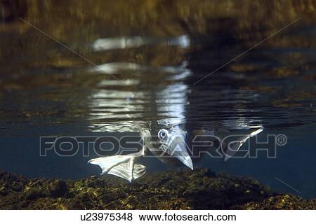 Brown booby, Sula leucogaster, foraging underwater, St. Peter and St. Paul's rocks, Brazil, Atlantic Ocean View Large Photo Image Stock Photo - Brown booby, Sula leucogaster, foraging underwater, St. Peter and St. Paul's rocks, Brazil, Atlantic Ocean . Fotosearch