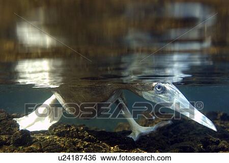 Brown booby, Sula leucogaster, foraging underwater, St. Peter and St. Paul's rocks, Brazil, Atlantic Ocean View Large Photo Image Stock Photograph - Brown booby, Sula leucogaster, foraging underwater, St. Peter and St. Paul's rocks, Brazil, Atlantic Ocean. Fotosearch