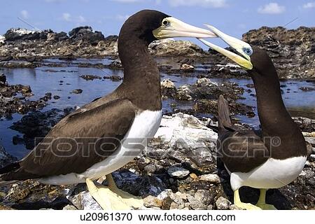 Stock Image - Brown booby, Sula leucogaster, male and female pecking, St. Peter and St. Paul's rocks, Brazil, Atlantic Ocean . Fotosearch