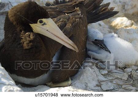 Stock Photo - Brown booby, Sula leucogaster, mother and chick, St. Peter and St. Paul's rocks, Brazil, Atlantic Ocean . Fotosearch