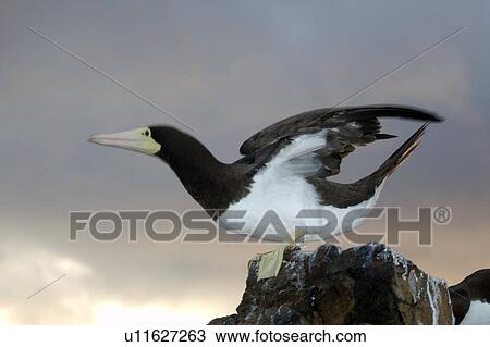 Brown booby, Sula leucogaster, ready to fly, St. Peter and St. Paul's rocks, Brazil, Atlantic Ocean View Large Photo Image Stock Image - Brown booby, Sula leucogaster, ready to fly, St. Peter and St. Paul's rocks, Brazil, Atlantic Ocean . Fotosearch