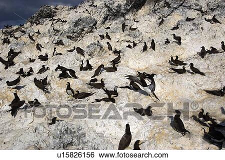 Brown booby, Sula leucogaster, rookery, St. Peter and St. Paul's rocks, Brazil, Atlantic Ocean View Large Photo Image Stock Photograph - Brown booby, Sula leucogaster, rookery, St. Peter and St. Paul's rocks, Brazil, Atlantic Ocean . Fotosearch