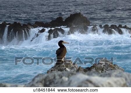 Brown booby, Sula leucogaster, St. Peter and St. Paul's rocks, Brazil, Atlantic Ocean View Large Photo Image Picture - Brown booby, Sula leucogaster, St. Peter and St. Paul's rocks, Brazil, Atlantic Ocean . Fotosearch