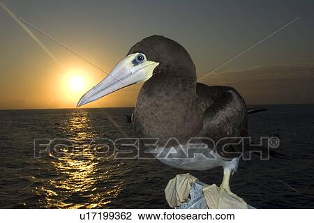 Brown booby, Sula leucogaster, St. Peter and St. Paul's rocks, Brazil, Atlantic Ocean View Large Photo Image Stock Image - Brown booby, Sula leucogaster, St. Peter and St. Paul's rocks, Brazil, Atlantic Ocean . Fotosearch