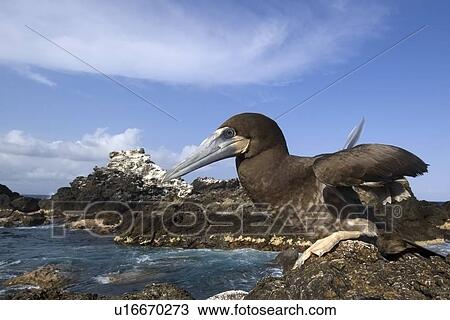 Brown booby, Sula leucogaster, juvenile, St. Peter and St. Paul's rocks, Brazil, Atlantic Ocean View Large Photo Image Stock Image - Brown booby, Sula leucogaster, juvenile, St. Peter and St. Paul's rocks, Brazil, Atlantic Ocean . Fotosearch