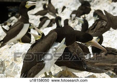 Stock Image - Brown booby, Sula leucogaster, scratching at rookery, St. Peter and St. Paul's rocks, Brazil, Atlantic Ocean . Fotosearch