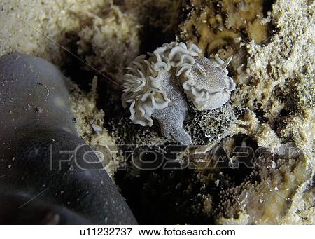 Stock Photo - Brown-edged glossodoris (Glossodoris hikuerensis). Marsa Shagra, Marsa Alaam, Red Sea, Egypt.. Fotosearch