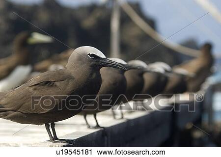 Stock Image - Brown noddies, Anous stolidus, at boardwalk, St. Peter and St. Paul's rocks, Brazil, Atlantic Ocean . Fotosearch