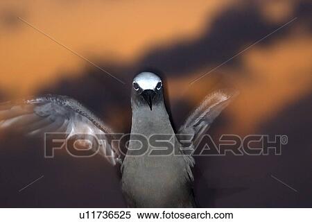 Brown noddy, Anous stolidus, at dusk, St. Peter and St. Paul's rocks, Brazil, Atlantic Ocean View Large Photo Image Stock Photography - Brown noddy, Anous stolidus, at dusk, St. Peter and St. Paul's rocks, Brazil, Atlantic Ocean . Fotosearch